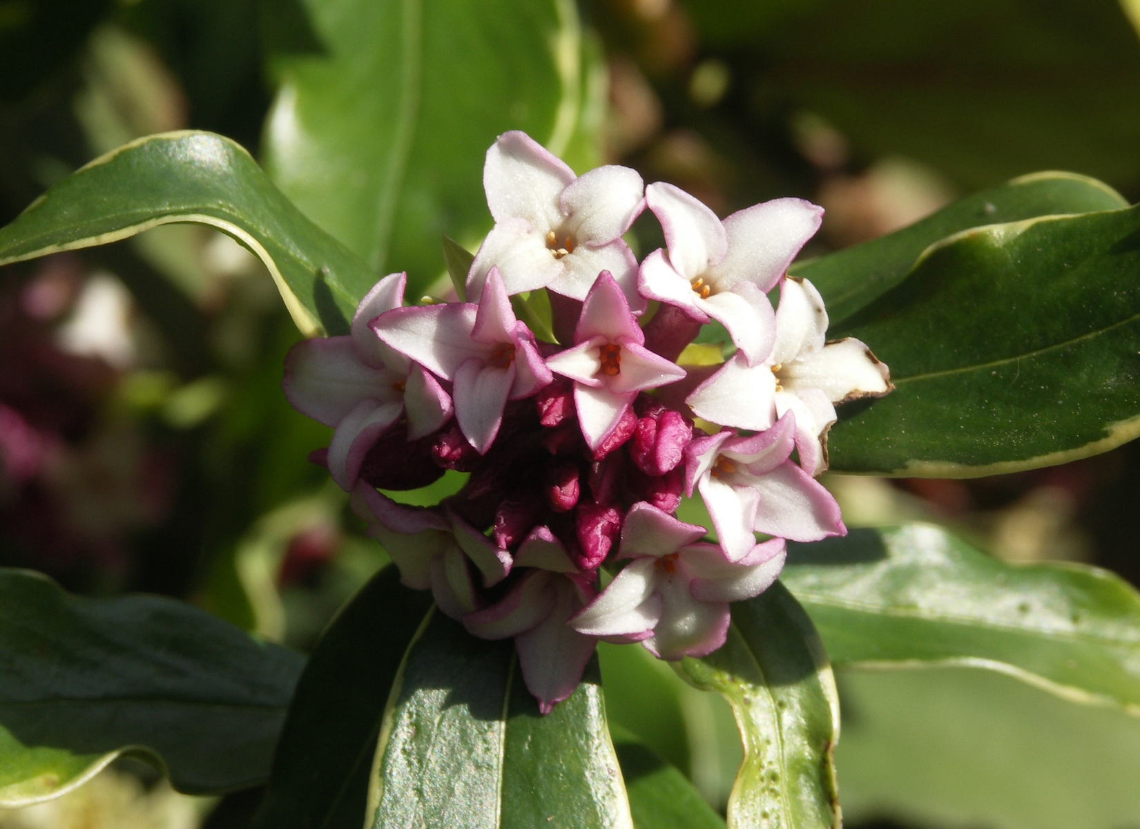 Daphne