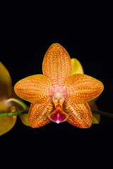 Phalaenopsis Sandra Livingston 'Kelly'