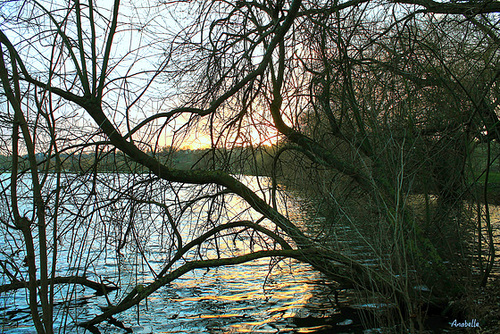 Arbre de vie en repos