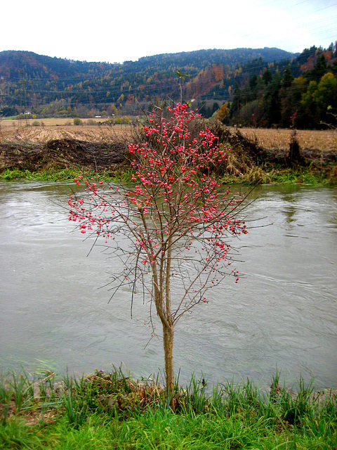 Gewöhnlicher Spindelstrauch (Pfarrerkäppchen) [Euonymus europaeus]