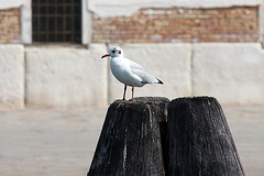 Lone gull