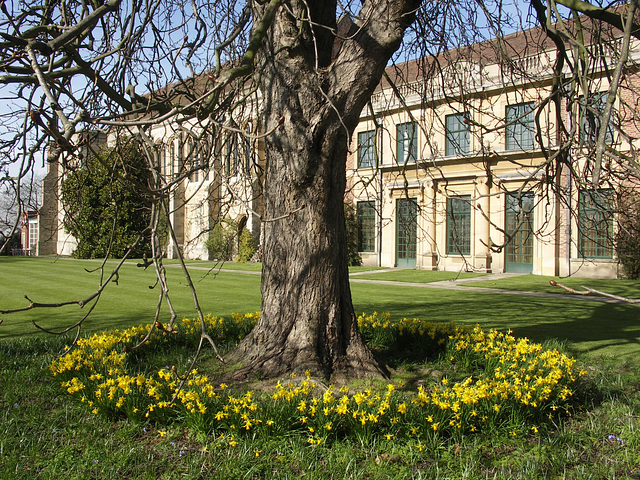 Ring of daffodils