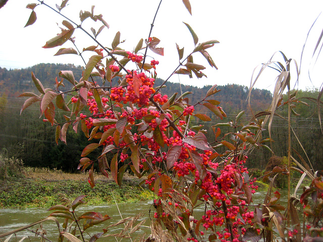 Gewöhnlicher Spindelstrauch (Pfarrerkäppchen) [Euonymus europaeus]