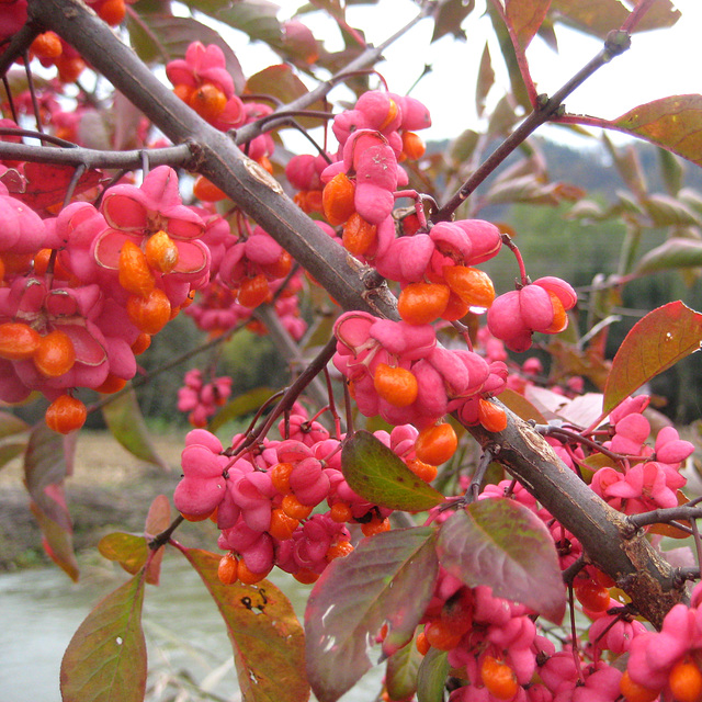 Gewöhnlicher Spindelstrauch (Pfarrerkäppchen) [Euonymus europaeus]