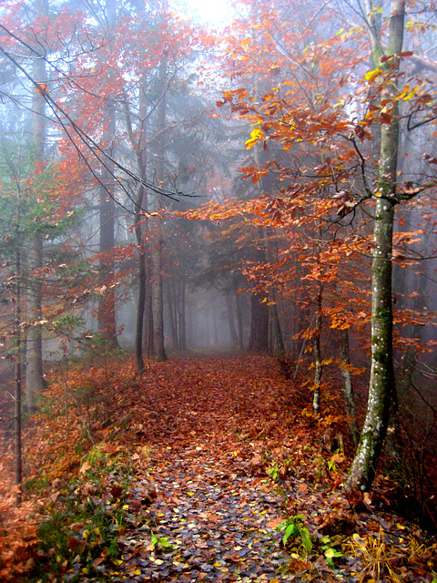 "Wanderung im Nebel" - Spaziergang auf den Predigtstuhl