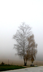 "Wanderung im Nebel" - Spaziergang auf den Predigtstuhl