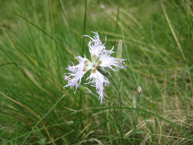 Federnelke [Dianthus plumarius]