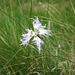 Federnelke [Dianthus plumarius]