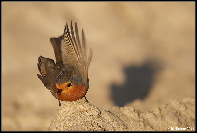 Robin in the sand.