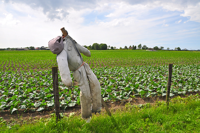 Scarecrow