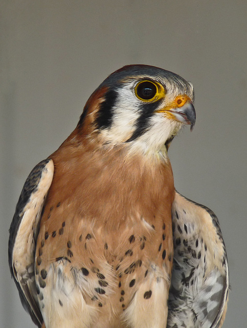 American Kestrel