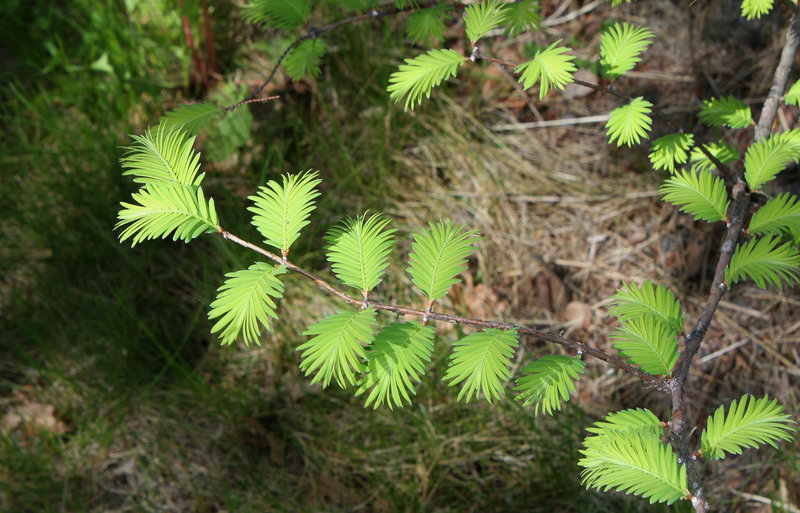 Metasequoïa glyptostroboïdes