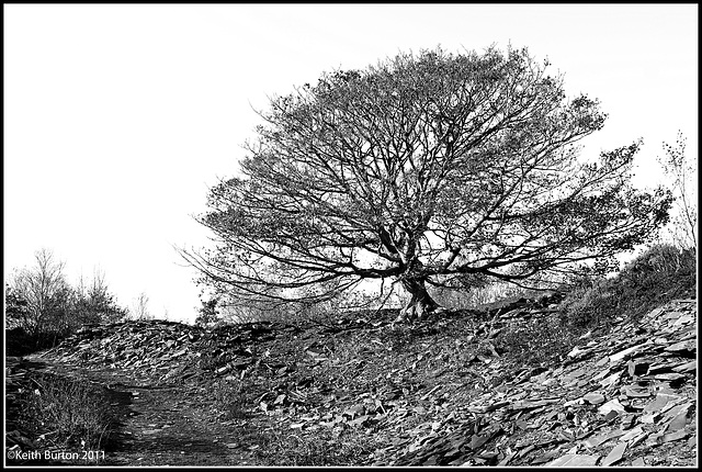 Tree - Abandoned slate quarry