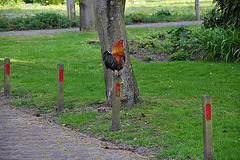 Rooster warning pole