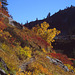 Autumn near Mount Baker