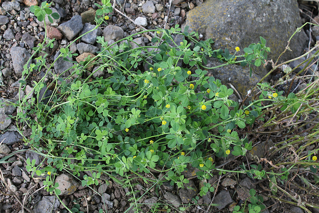 Medicago lupulina