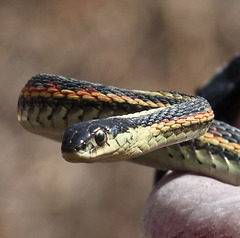 Red-sided Garter Snake