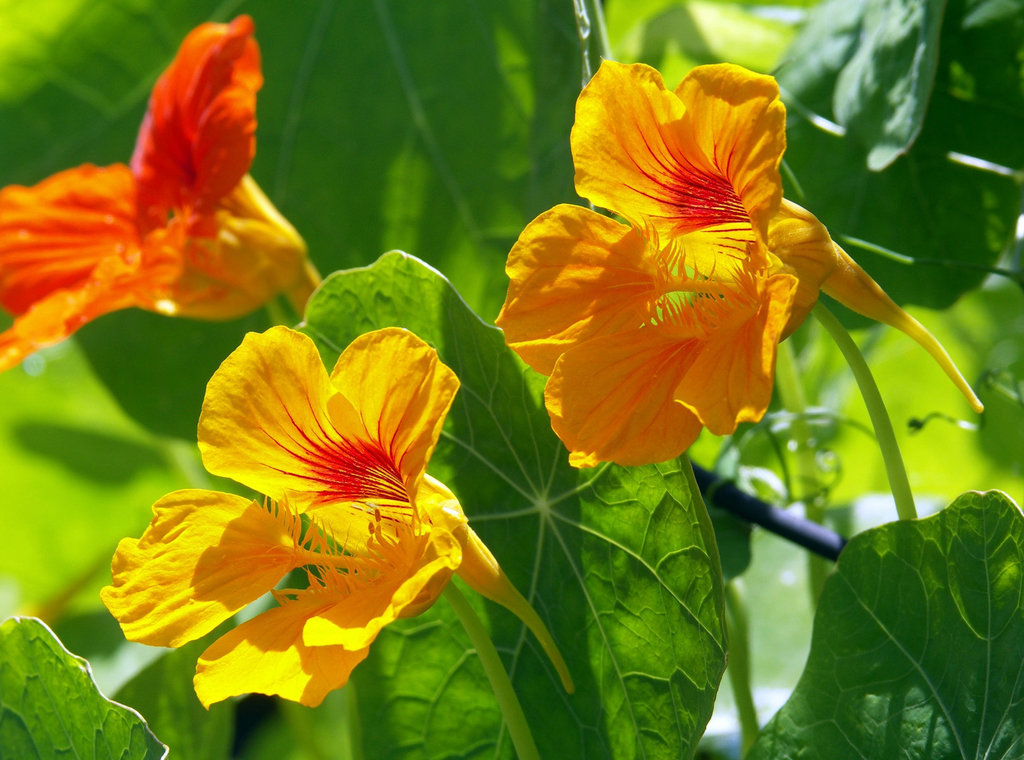 Nasturtiums