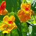 Nasturtiums