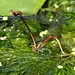 Red damsels