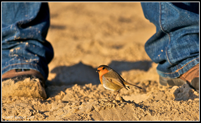 "Now where did that robin go?"