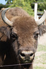 Wisent (Wilhelma)