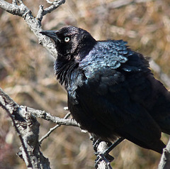 Brewer's Blackbird