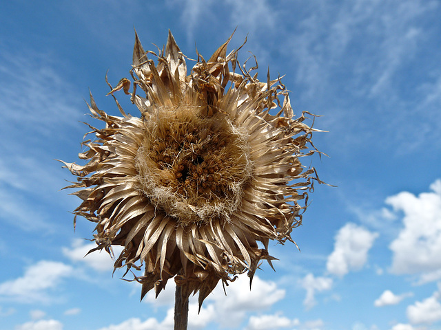 Nodding Thistle