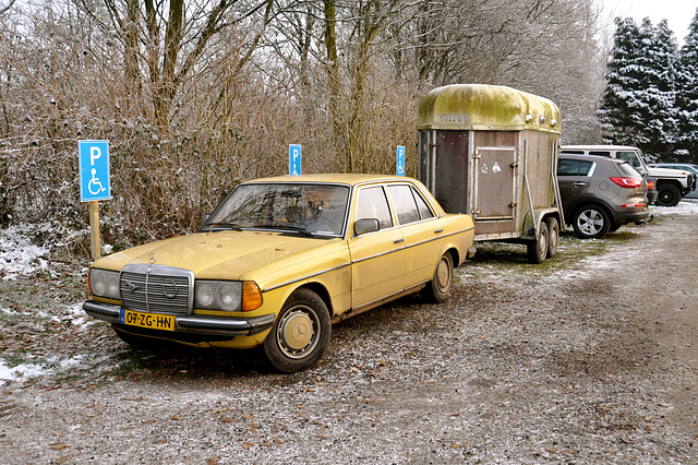 Workhorse in front of a horse trailer