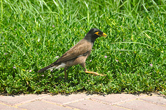 Dubai 2012 – Common Myna