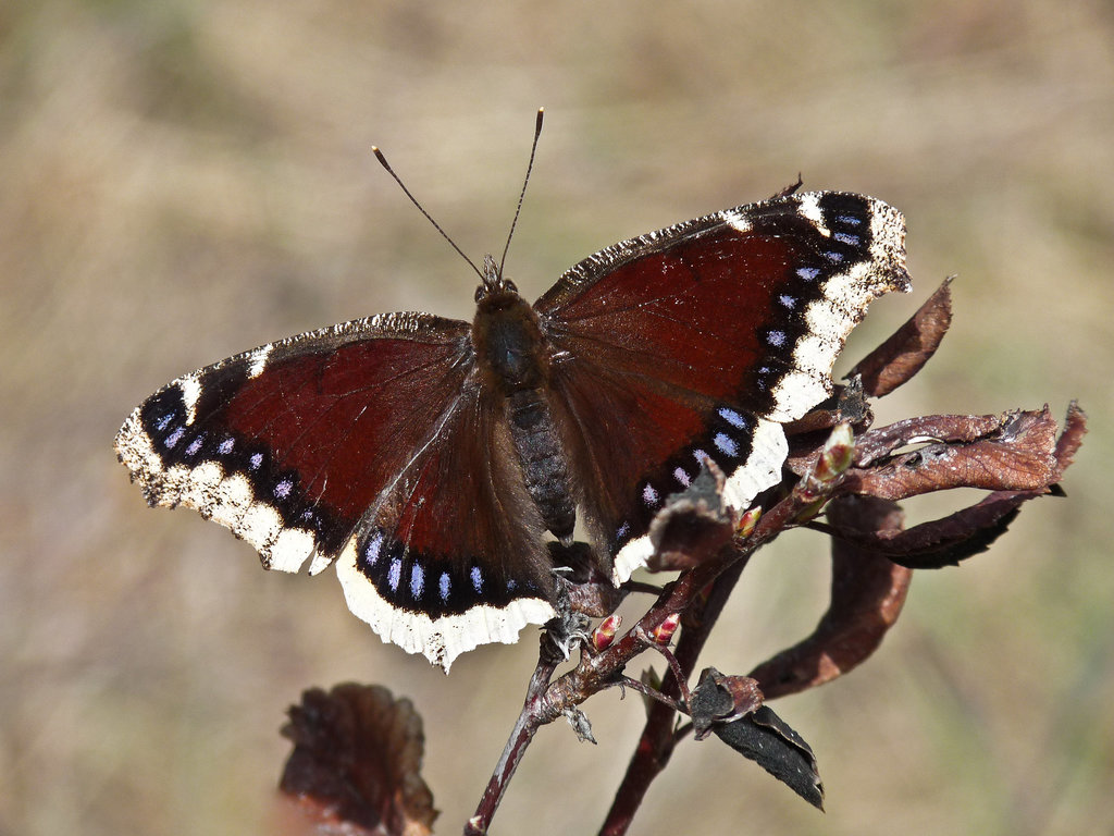 Mourning Cloak