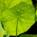 Nasturtium leaf