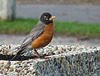 American Robin