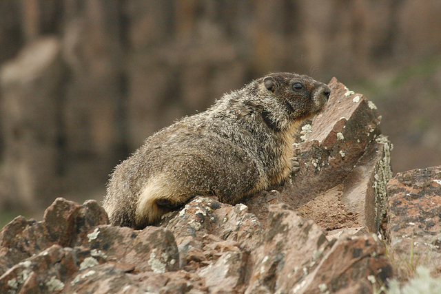 Marmot