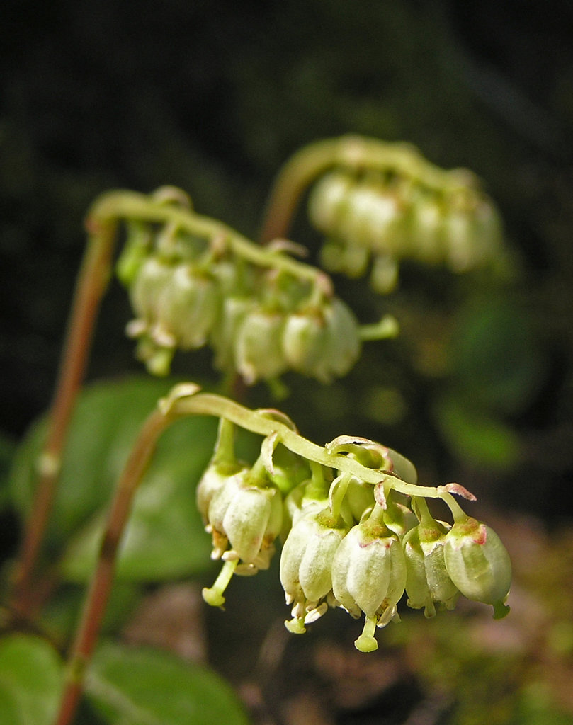 One-sided Wintergreen