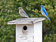 The winning pair