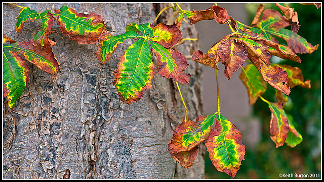 Colours of Autumn