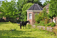 Horse & House