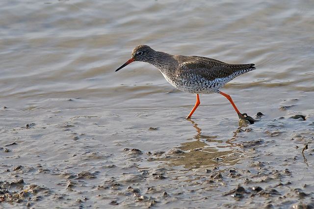 Redshank