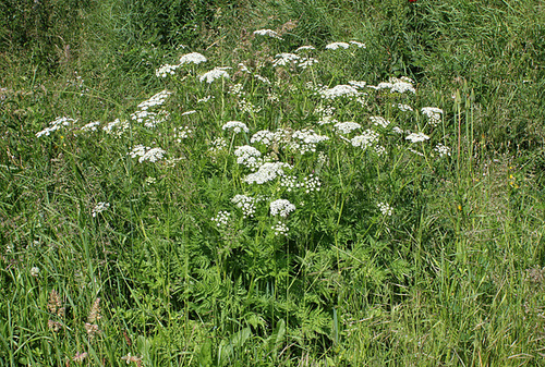 Anthriscus sylvestris (2)