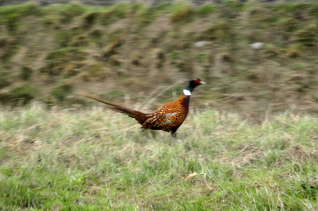 Zeeuws-Vlaanderen – Pheasant