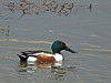 Northern Shoveler