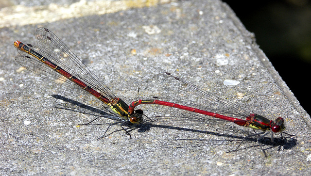 Red damsels