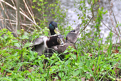 Married life of Ducks