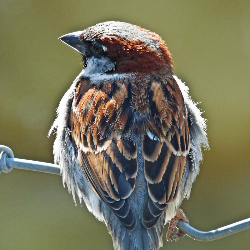 The lowly House Sparrow