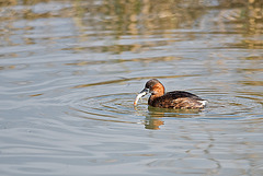 Little Grebe with fish