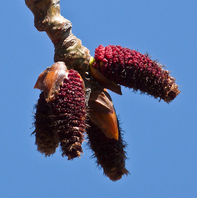 Balsam Poplar