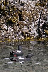 Pigeon Guillemots