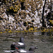 Pigeon Guillemots