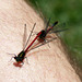 Damsels on my knee